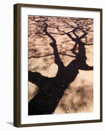 Jacaranda Trees Blooming in City Park, Buenos Aires, Argentina-Michele Molinari-Framed Photographic Print