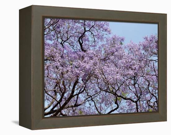 Jacarandas Trees Bloom in City Parks, Parque 3 de Febrero, Palermo, Buenos Aires, Argentina-Michele Molinari-Framed Premier Image Canvas