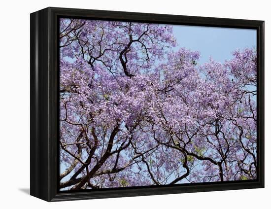 Jacarandas Trees Bloom in City Parks, Parque 3 de Febrero, Palermo, Buenos Aires, Argentina-Michele Molinari-Framed Premier Image Canvas