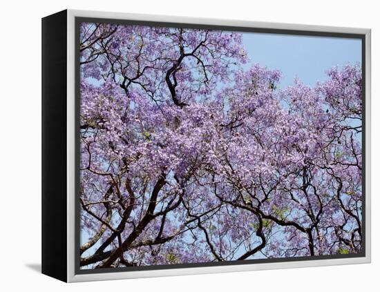 Jacarandas Trees Bloom in City Parks, Parque 3 de Febrero, Palermo, Buenos Aires, Argentina-Michele Molinari-Framed Premier Image Canvas