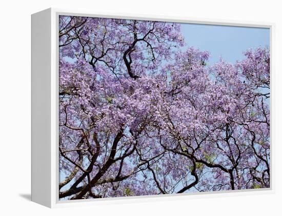 Jacarandas Trees Bloom in City Parks, Parque 3 de Febrero, Palermo, Buenos Aires, Argentina-Michele Molinari-Framed Premier Image Canvas