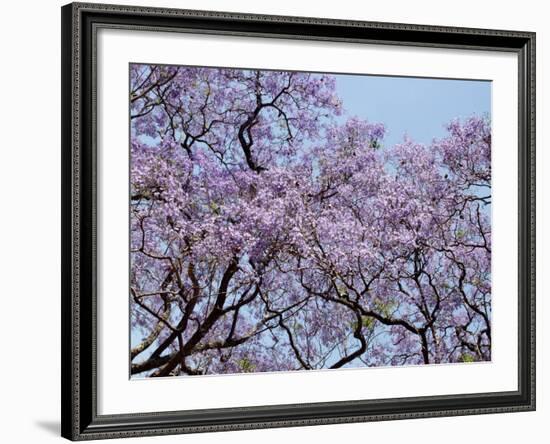 Jacarandas Trees Bloom in City Parks, Parque 3 de Febrero, Palermo, Buenos Aires, Argentina-Michele Molinari-Framed Photographic Print