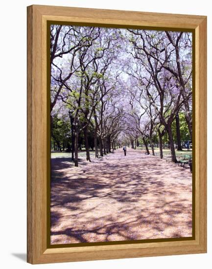 Jacarandas Trees Bloom in City Parks, Parque 3 de Febrero, Palermo, Buenos Aires, Argentina-Michele Molinari-Framed Premier Image Canvas