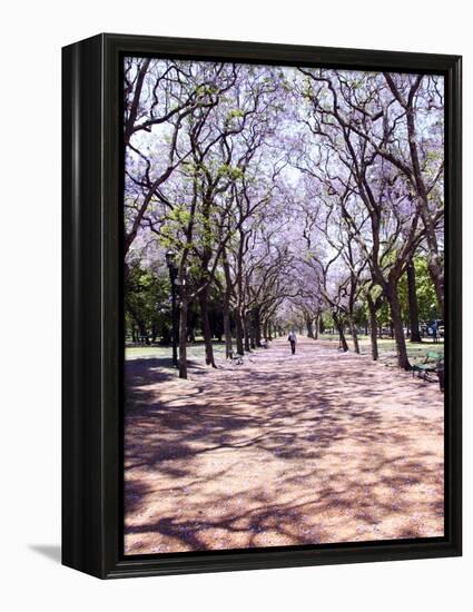 Jacarandas Trees Bloom in City Parks, Parque 3 de Febrero, Palermo, Buenos Aires, Argentina-Michele Molinari-Framed Premier Image Canvas