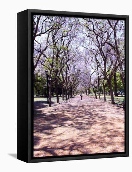 Jacarandas Trees Bloom in City Parks, Parque 3 de Febrero, Palermo, Buenos Aires, Argentina-Michele Molinari-Framed Premier Image Canvas