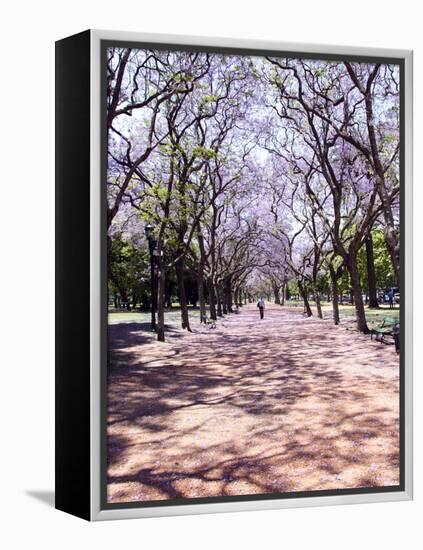 Jacarandas Trees Bloom in City Parks, Parque 3 de Febrero, Palermo, Buenos Aires, Argentina-Michele Molinari-Framed Premier Image Canvas