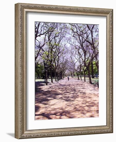 Jacarandas Trees Bloom in City Parks, Parque 3 de Febrero, Palermo, Buenos Aires, Argentina-Michele Molinari-Framed Photographic Print