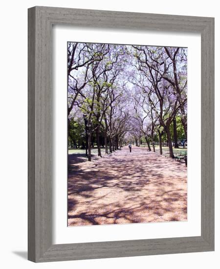 Jacarandas Trees Bloom in City Parks, Parque 3 de Febrero, Palermo, Buenos Aires, Argentina-Michele Molinari-Framed Photographic Print