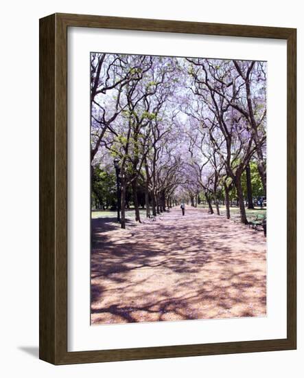 Jacarandas Trees Bloom in City Parks, Parque 3 de Febrero, Palermo, Buenos Aires, Argentina-Michele Molinari-Framed Photographic Print