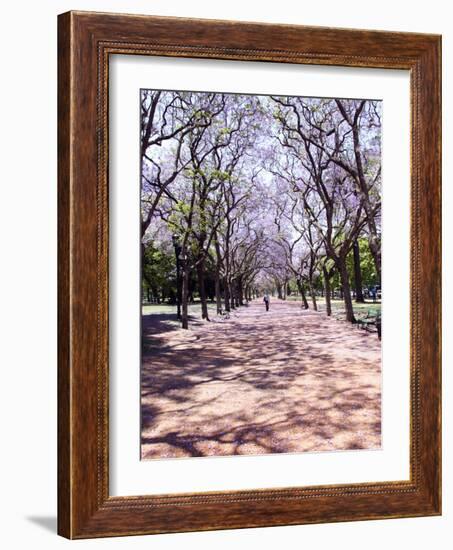 Jacarandas Trees Bloom in City Parks, Parque 3 de Febrero, Palermo, Buenos Aires, Argentina-Michele Molinari-Framed Photographic Print