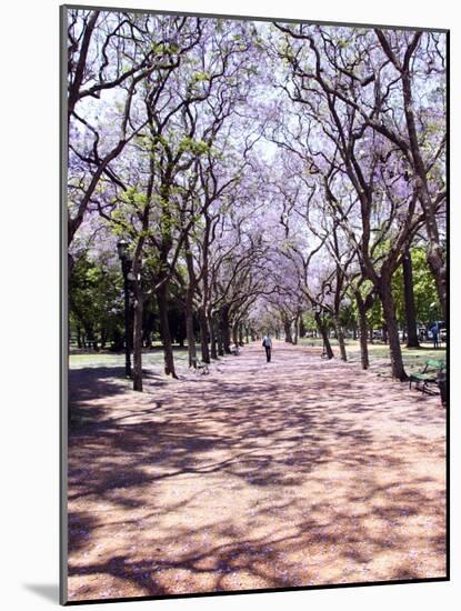 Jacarandas Trees Bloom in City Parks, Parque 3 de Febrero, Palermo, Buenos Aires, Argentina-Michele Molinari-Mounted Photographic Print