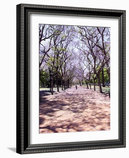 Jacarandas Trees Bloom in City Parks, Parque 3 de Febrero, Palermo, Buenos Aires, Argentina-Michele Molinari-Framed Photographic Print