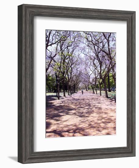 Jacarandas Trees Bloom in City Parks, Parque 3 de Febrero, Palermo, Buenos Aires, Argentina-Michele Molinari-Framed Photographic Print