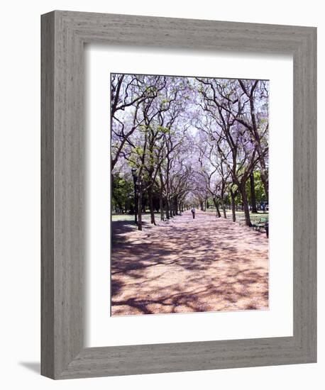 Jacarandas Trees Bloom in City Parks, Parque 3 de Febrero, Palermo, Buenos Aires, Argentina-Michele Molinari-Framed Photographic Print