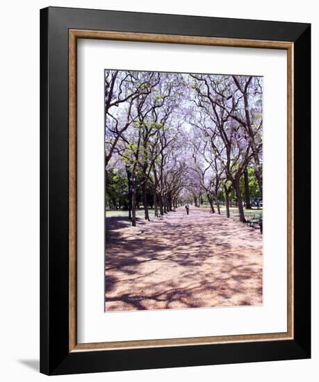 Jacarandas Trees Bloom in City Parks, Parque 3 de Febrero, Palermo, Buenos Aires, Argentina-Michele Molinari-Framed Photographic Print