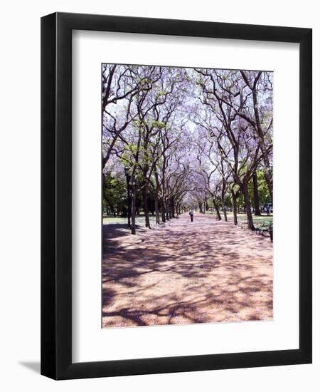 Jacarandas Trees Bloom in City Parks, Parque 3 de Febrero, Palermo, Buenos Aires, Argentina-Michele Molinari-Framed Photographic Print