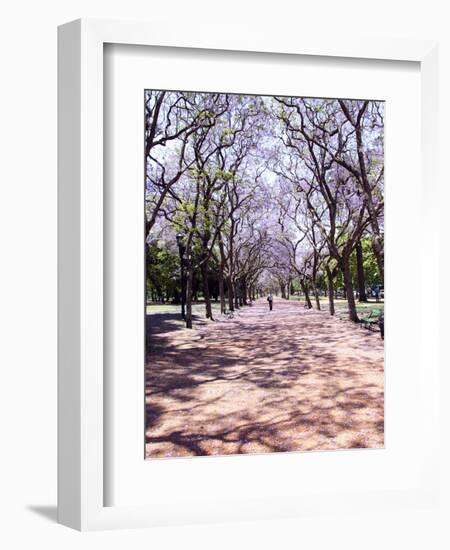 Jacarandas Trees Bloom in City Parks, Parque 3 de Febrero, Palermo, Buenos Aires, Argentina-Michele Molinari-Framed Photographic Print