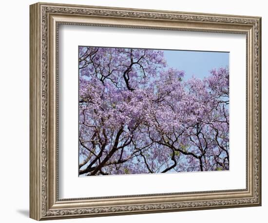 Jacarandas Trees Bloom in City Parks, Parque 3 de Febrero, Palermo, Buenos Aires, Argentina-Michele Molinari-Framed Photographic Print