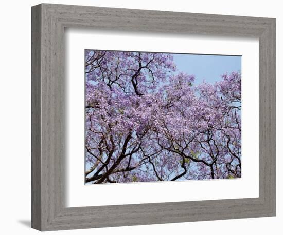 Jacarandas Trees Bloom in City Parks, Parque 3 de Febrero, Palermo, Buenos Aires, Argentina-Michele Molinari-Framed Photographic Print