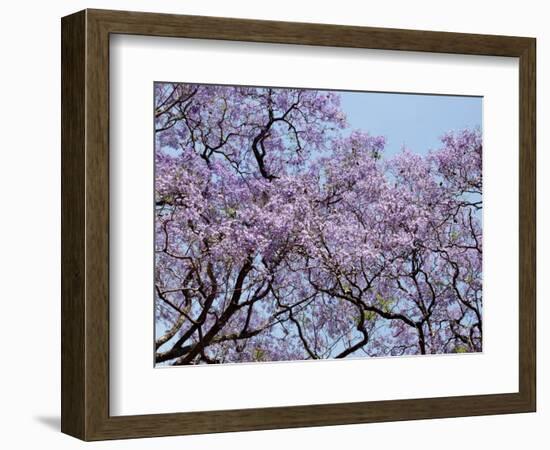 Jacarandas Trees Bloom in City Parks, Parque 3 de Febrero, Palermo, Buenos Aires, Argentina-Michele Molinari-Framed Photographic Print