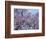 Jacarandas Trees Bloom in City Parks, Parque 3 de Febrero, Palermo, Buenos Aires, Argentina-Michele Molinari-Framed Photographic Print