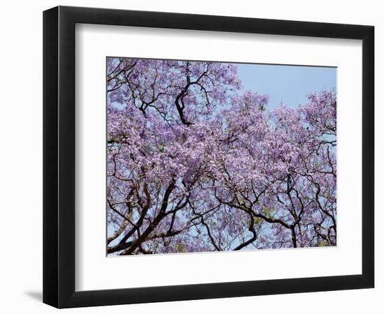 Jacarandas Trees Bloom in City Parks, Parque 3 de Febrero, Palermo, Buenos Aires, Argentina-Michele Molinari-Framed Photographic Print