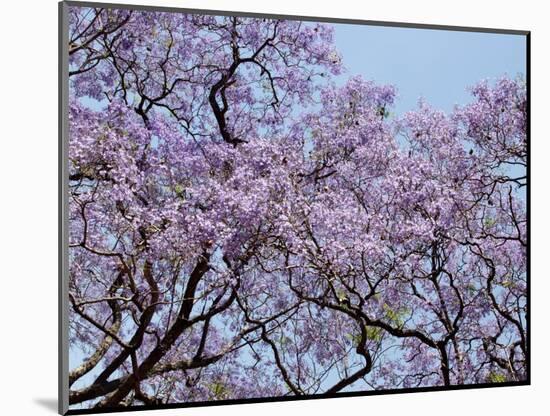 Jacarandas Trees Bloom in City Parks, Parque 3 de Febrero, Palermo, Buenos Aires, Argentina-Michele Molinari-Mounted Photographic Print