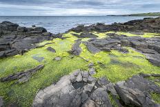 Green Algae on Rocky Nort Irish Coastline-Jacek Kadaj-Photographic Print