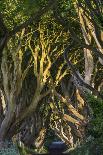 The Dark Hedges, Northern Ireland-Jacek Kadaj-Framed Photographic Print