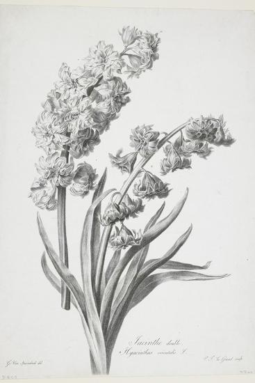 Jacinthe Double From Fleurs Dessinees D Apres Nature C 1800 Giclee Print Gerard Van Spaendonck Art Com