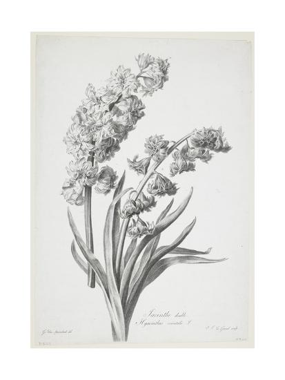 Jacinthe Double From Fleurs Dessinees D Apres Nature C 1800 Giclee Print Gerard Van Spaendonck Art Com Jacinthe Double From Fleurs Dessinees D Apres Nature C 1800 Giclee Print Gerard Van Spaendonck Art Com