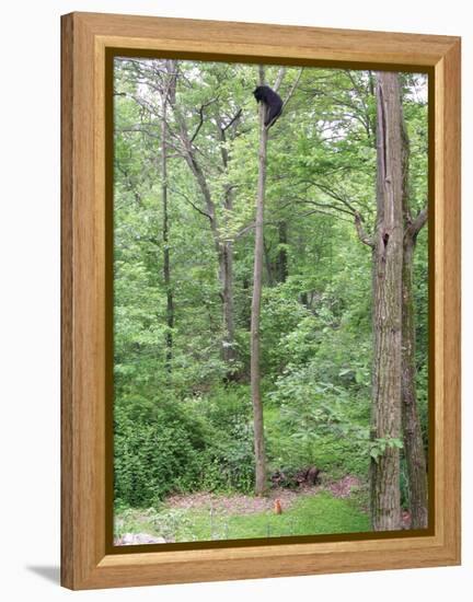 Jack, a 15-Pound Cat, Sits under a Treed Black Bear in a Backyard in West Milford, New Jersey-null-Framed Premier Image Canvas