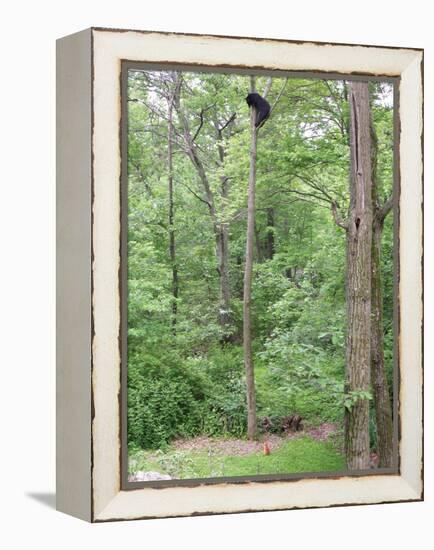 Jack, a 15-Pound Cat, Sits under a Treed Black Bear in a Backyard in West Milford, New Jersey-null-Framed Premier Image Canvas