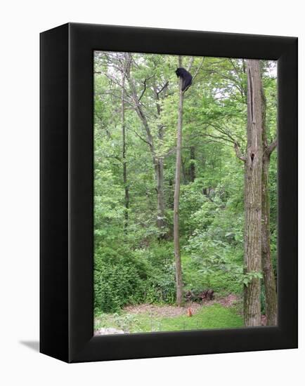 Jack, a 15-Pound Cat, Sits under a Treed Black Bear in a Backyard in West Milford, New Jersey-null-Framed Premier Image Canvas