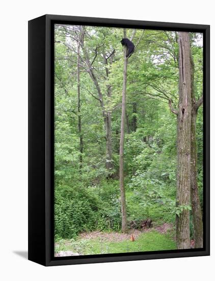 Jack, a 15-Pound Cat, Sits under a Treed Black Bear in a Backyard in West Milford, New Jersey-null-Framed Premier Image Canvas