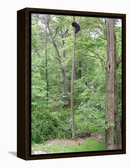 Jack, a 15-Pound Cat, Sits under a Treed Black Bear in a Backyard in West Milford, New Jersey-null-Framed Premier Image Canvas