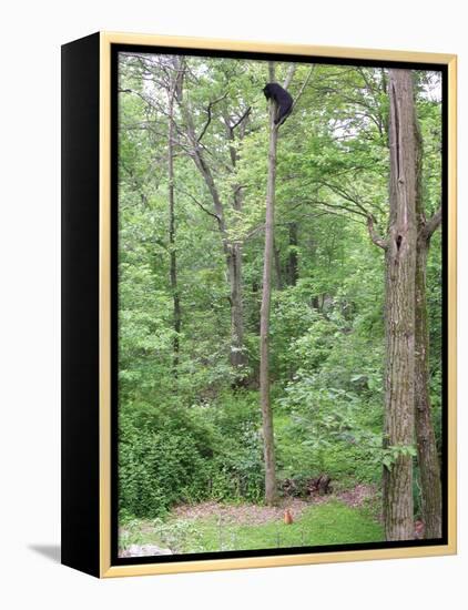 Jack, a 15-Pound Cat, Sits under a Treed Black Bear in a Backyard in West Milford, New Jersey-null-Framed Premier Image Canvas