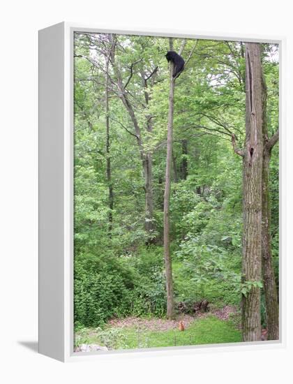 Jack, a 15-Pound Cat, Sits under a Treed Black Bear in a Backyard in West Milford, New Jersey-null-Framed Premier Image Canvas