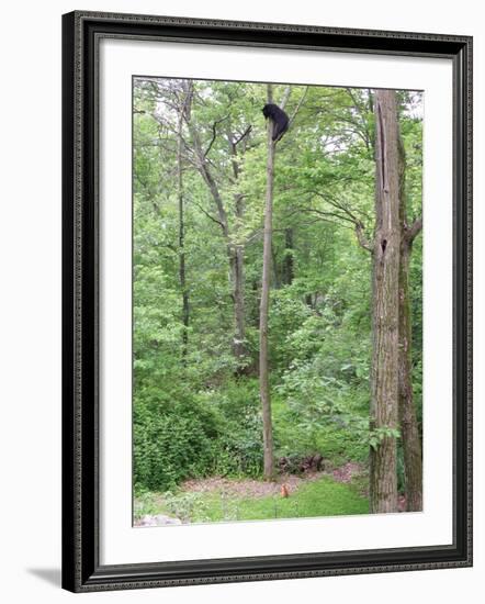 Jack, a 15-Pound Cat, Sits under a Treed Black Bear in a Backyard in West Milford, New Jersey-null-Framed Photographic Print