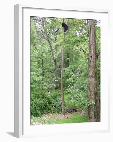 Jack, a 15-Pound Cat, Sits under a Treed Black Bear in a Backyard in West Milford, New Jersey-null-Framed Photographic Print