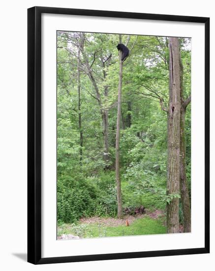 Jack, a 15-Pound Cat, Sits under a Treed Black Bear in a Backyard in West Milford, New Jersey-null-Framed Photographic Print