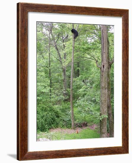 Jack, a 15-Pound Cat, Sits under a Treed Black Bear in a Backyard in West Milford, New Jersey-null-Framed Photographic Print