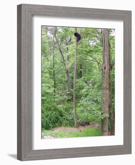 Jack, a 15-Pound Cat, Sits under a Treed Black Bear in a Backyard in West Milford, New Jersey-null-Framed Photographic Print