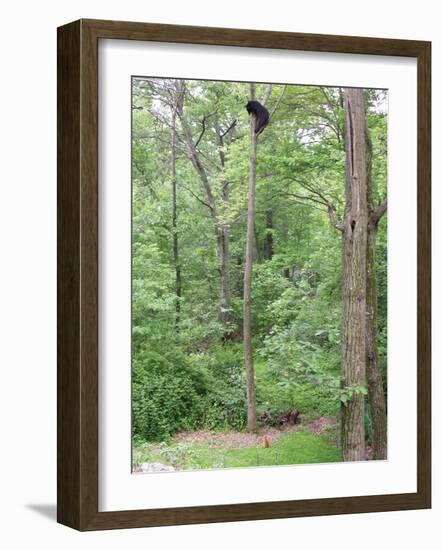 Jack, a 15-Pound Cat, Sits under a Treed Black Bear in a Backyard in West Milford, New Jersey-null-Framed Photographic Print