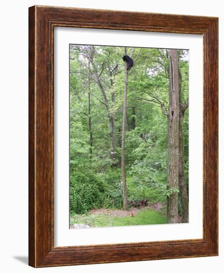 Jack, a 15-Pound Cat, Sits under a Treed Black Bear in a Backyard in West Milford, New Jersey-null-Framed Photographic Print