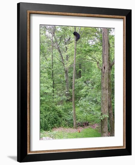 Jack, a 15-Pound Cat, Sits under a Treed Black Bear in a Backyard in West Milford, New Jersey-null-Framed Photographic Print