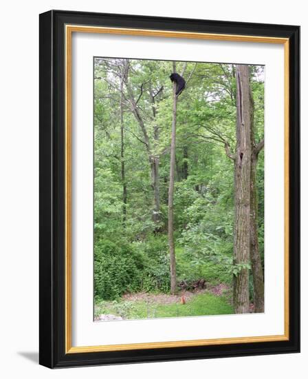 Jack, a 15-Pound Cat, Sits under a Treed Black Bear in a Backyard in West Milford, New Jersey-null-Framed Photographic Print