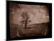 Photographic Print