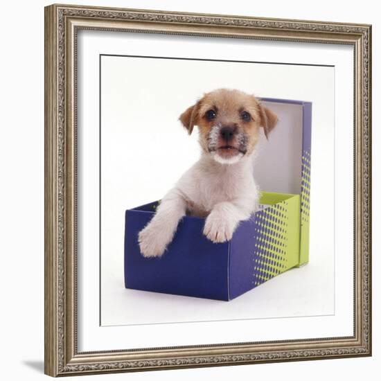 Jack in a Box - Jack Russell Terrier Pup in a Shoe Box-Jane Burton-Framed Photographic Print