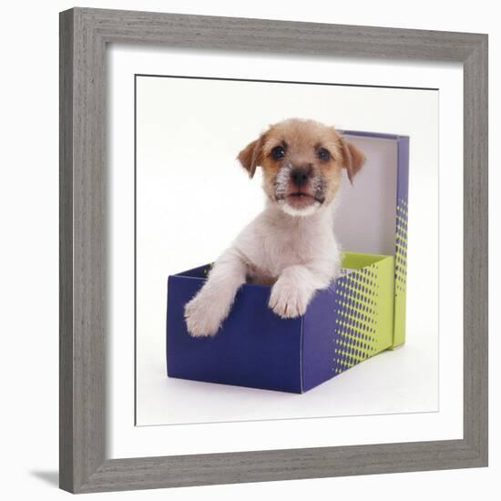 Jack in a Box - Jack Russell Terrier Pup in a Shoe Box-Jane Burton-Framed Photographic Print